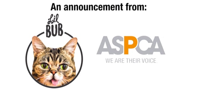 Lil Bub's Big Fund For the ASPCA