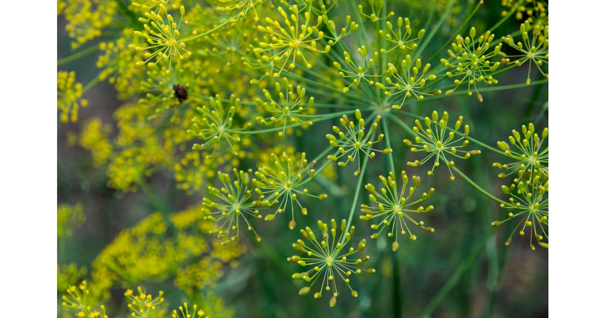 Dill How to Keep Bugs Out of the Garden POPSUGAR Home Photo 12