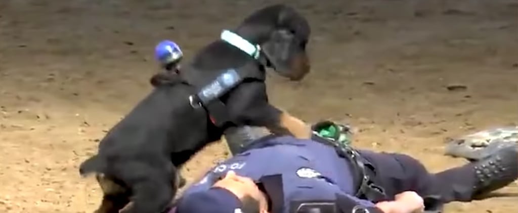Police Dog Performs CPR on Lifeless Officer