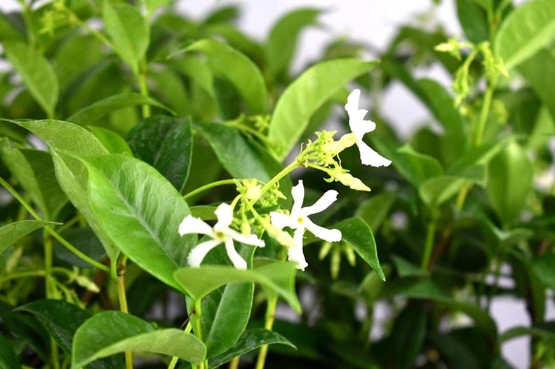 Jasmine Plant