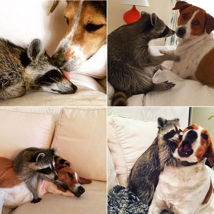 Raccoon That Lives With Dogs | Instagram