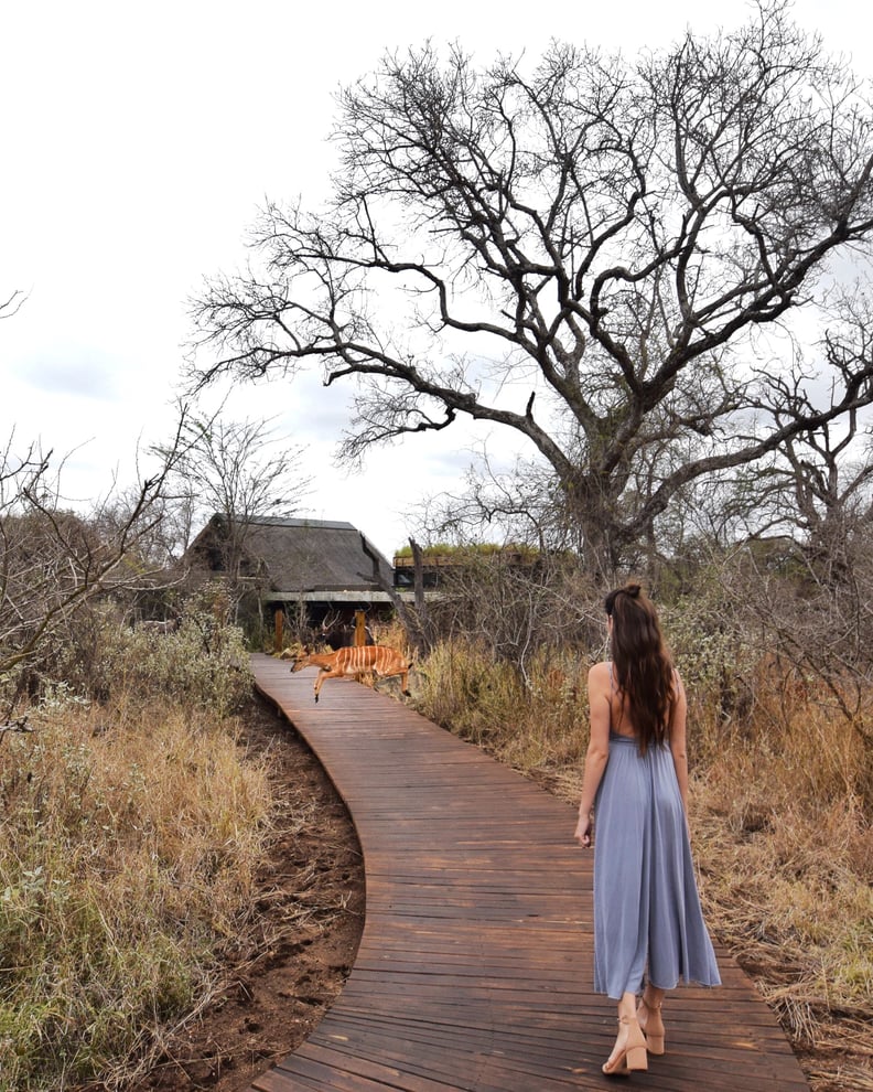 Safaris on a Budget or in Pure Luxury