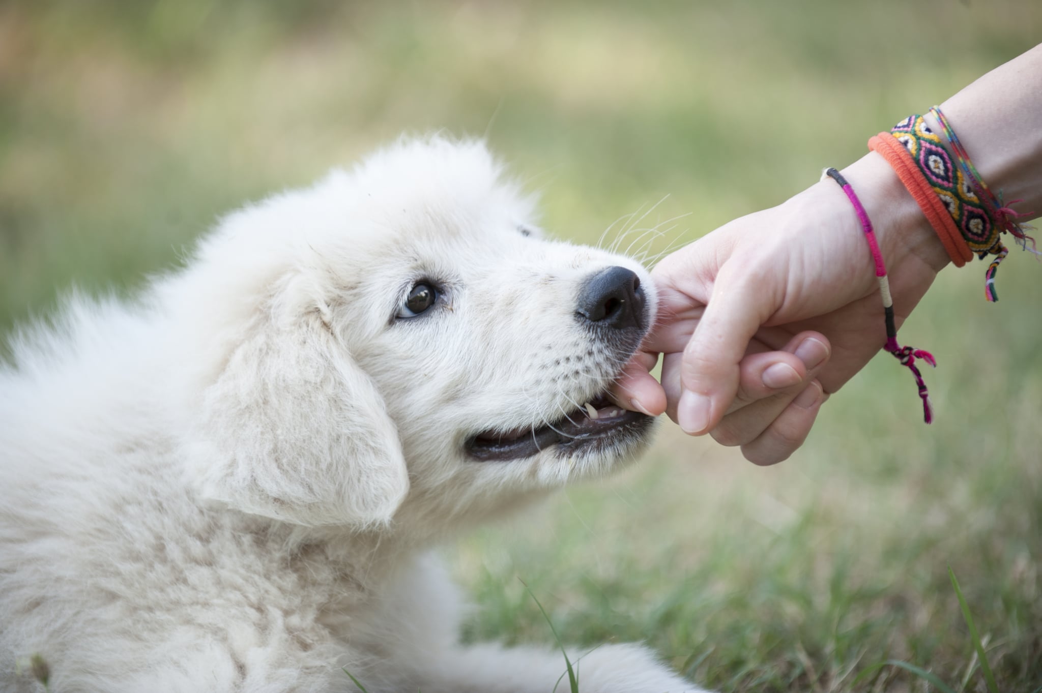 dog mouthing puppy