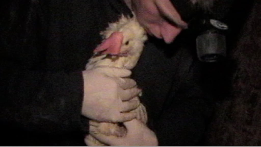 Fowl Play