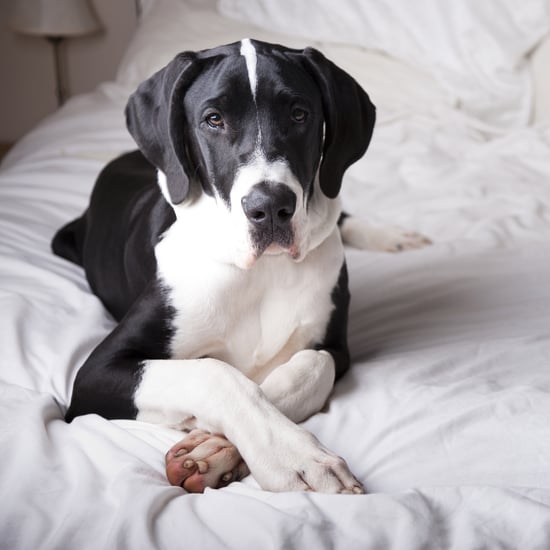Cute Pictures of Great Danes