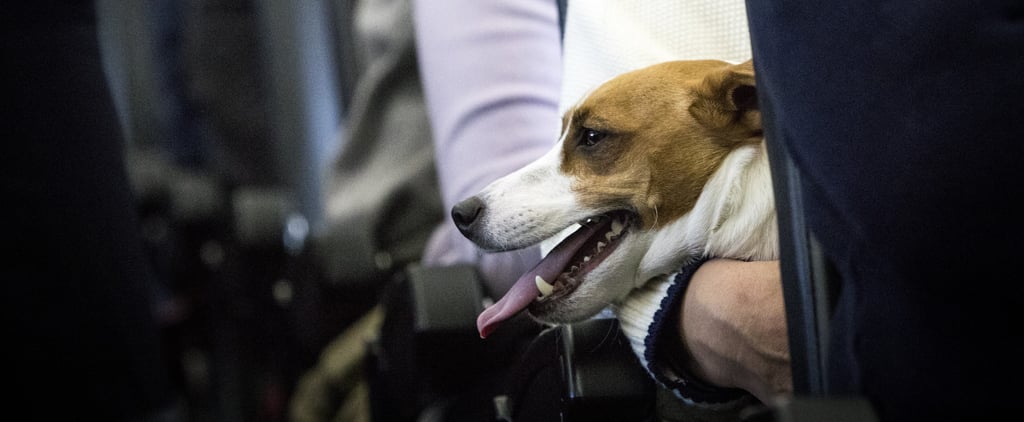 US Airlines Can Now Ban Service Animals Besides Dogs