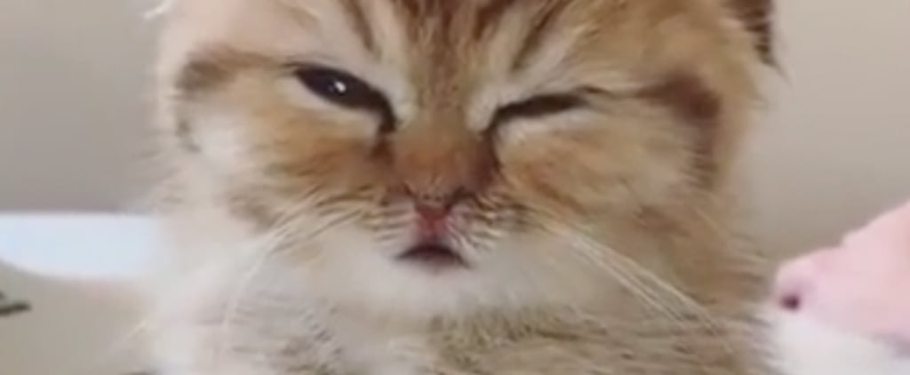 My Heart! This Adorably Sleepy Cat Leaning on a Coffee Cup Is Trying So Hard to Stay Awake
