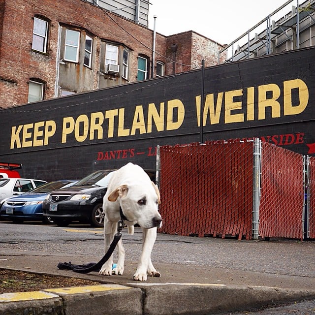 Poh the Dog Cross-Country Road Trip