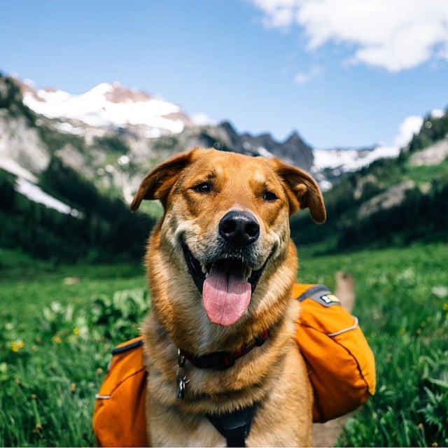 Photos of Dogs Camping