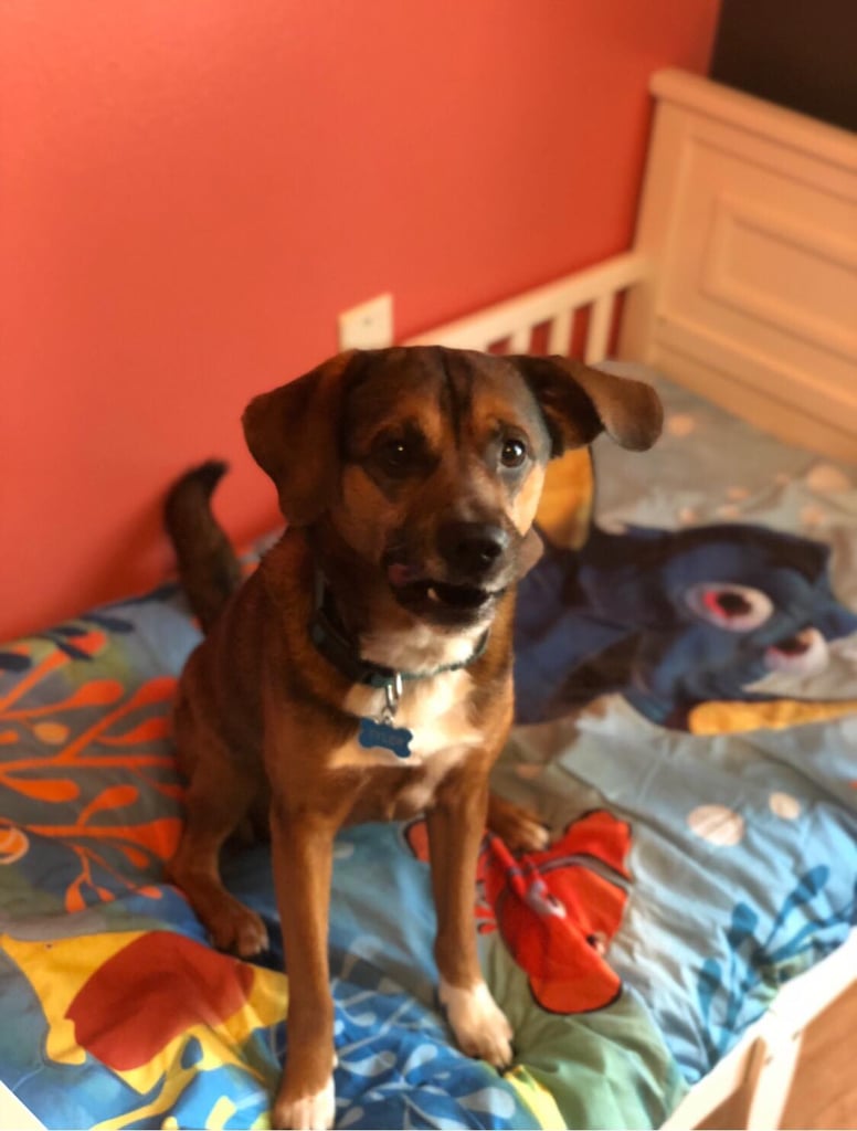 Mom Gives Rescue Dogs Their Own Beds