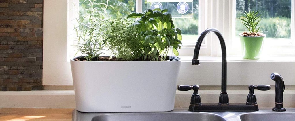 Internet Famous Plant Products
