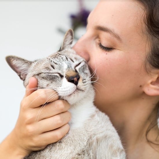 Cat Advice From Vets