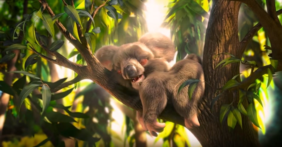 Ed Sheeran as a Koala