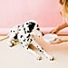 2 Vets Explain Why Your Dog Throws Up After Drinking Water