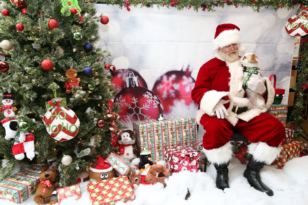 Pets Meeting Santa