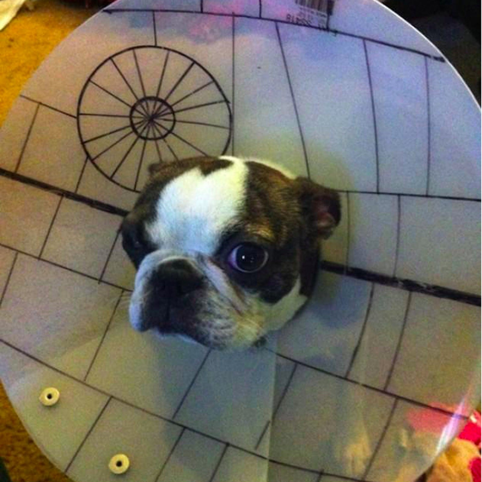 how to make a cone for your dog