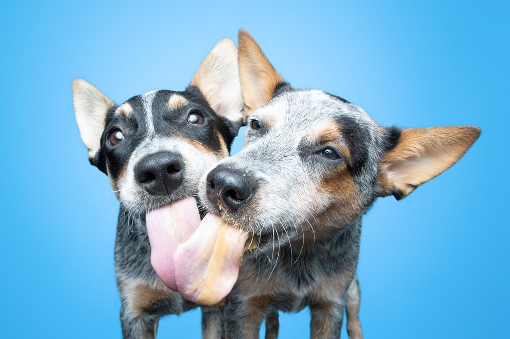 Photos of Rescue Puppies Eating Peanut Putter | Greg Murray