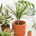 9 Houseplants Perfect For Apartments That Don't Get a Lot of Natural Light