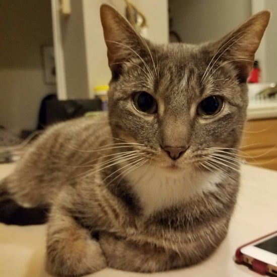 2017 Study Says Cats Are as Smart as Dogs