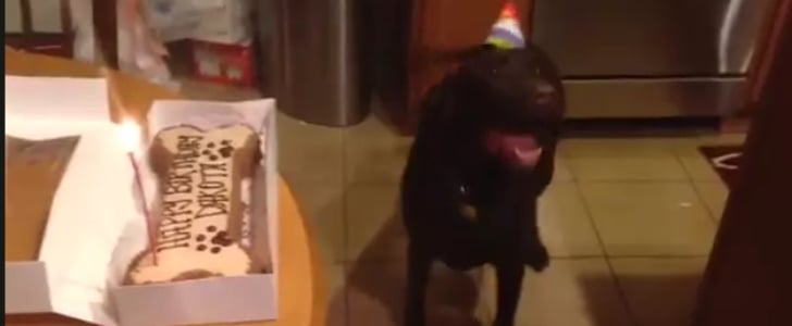 Dog Celebrating Birthday GIF