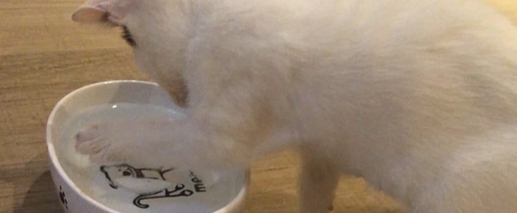 Video of Kitten Playing With Ice Cubes in Her Water Bowl