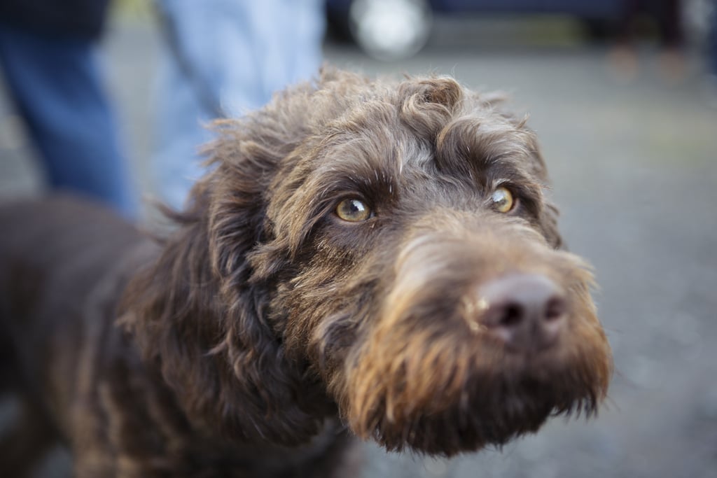 Cute Pictures of Labradoodles