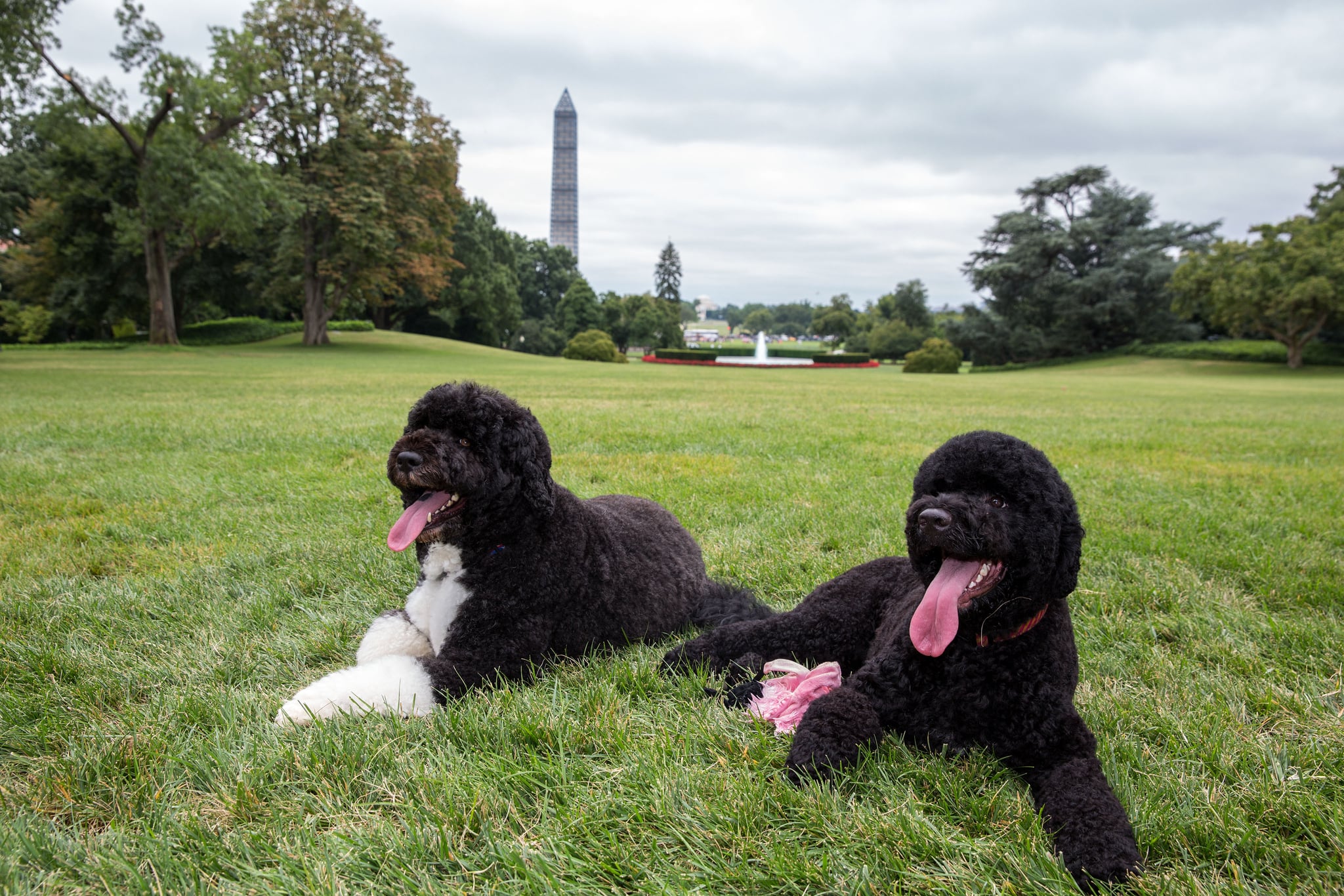 صور بو وصني أوباما Popsugar Middle East Pets