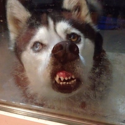Animals Licking Windows
