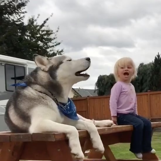 Husky dog talking on sale
