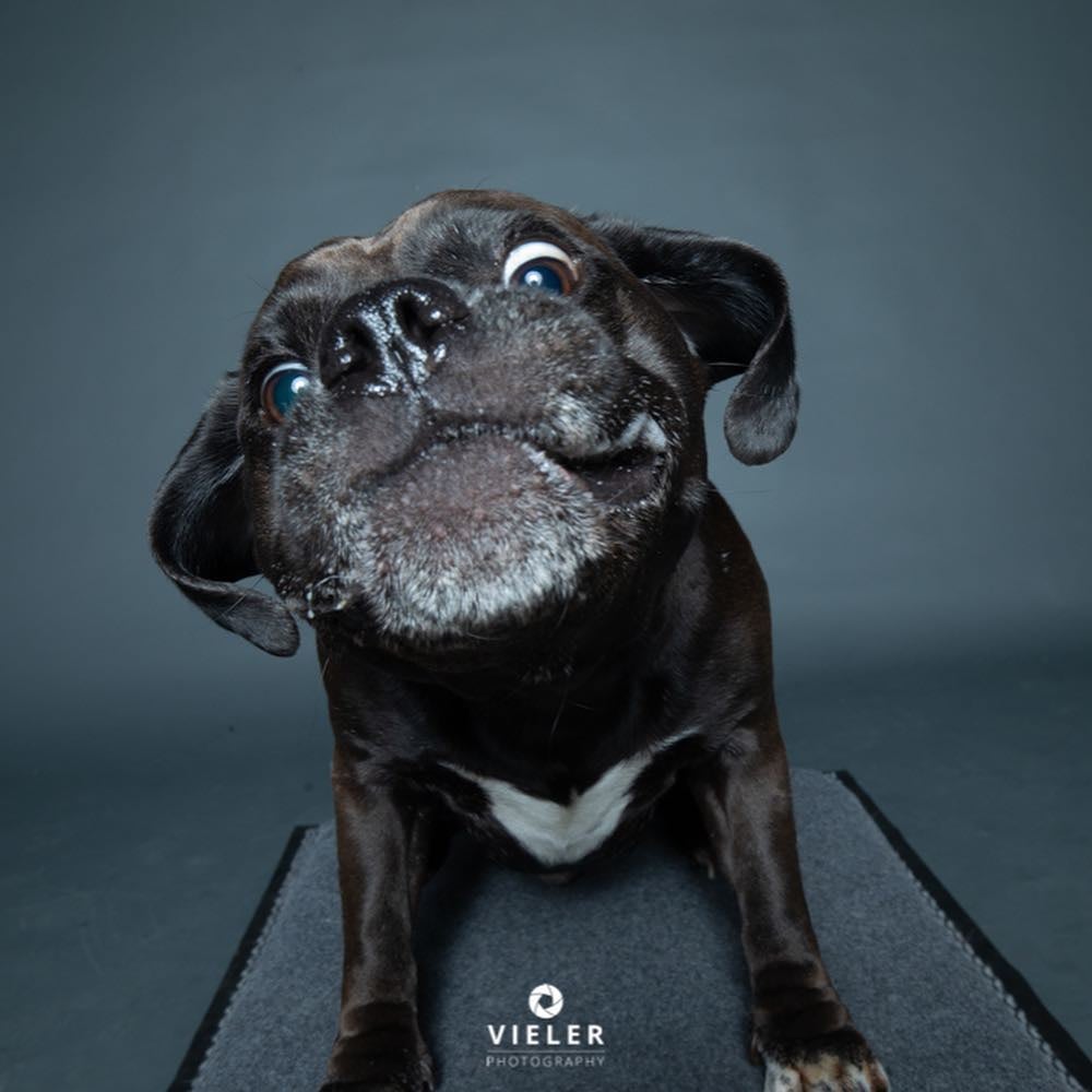 Dogs Catching Treats Photo Series