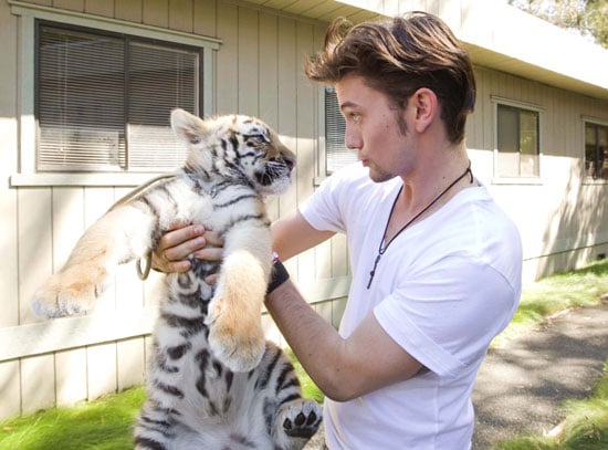 Baby Tigers Send Stars on The Last Airbender Baby Tigers Send Stars on The Last Airbender