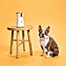 The 20 Best Pet Products on Amazon For Cleaning, Feeding, and Grooming