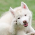 耳朵感染是常见的狗-这是如何发现一个,让你的狗狗救援