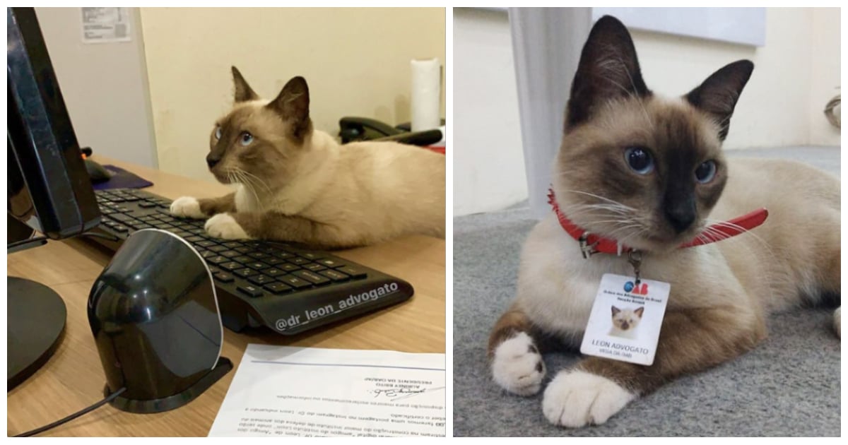 Leon the Cat Becomes a Lawyer After People Complained | POPSUGAR Pets