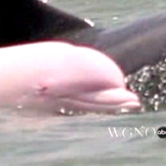 Pink Dolphin Video