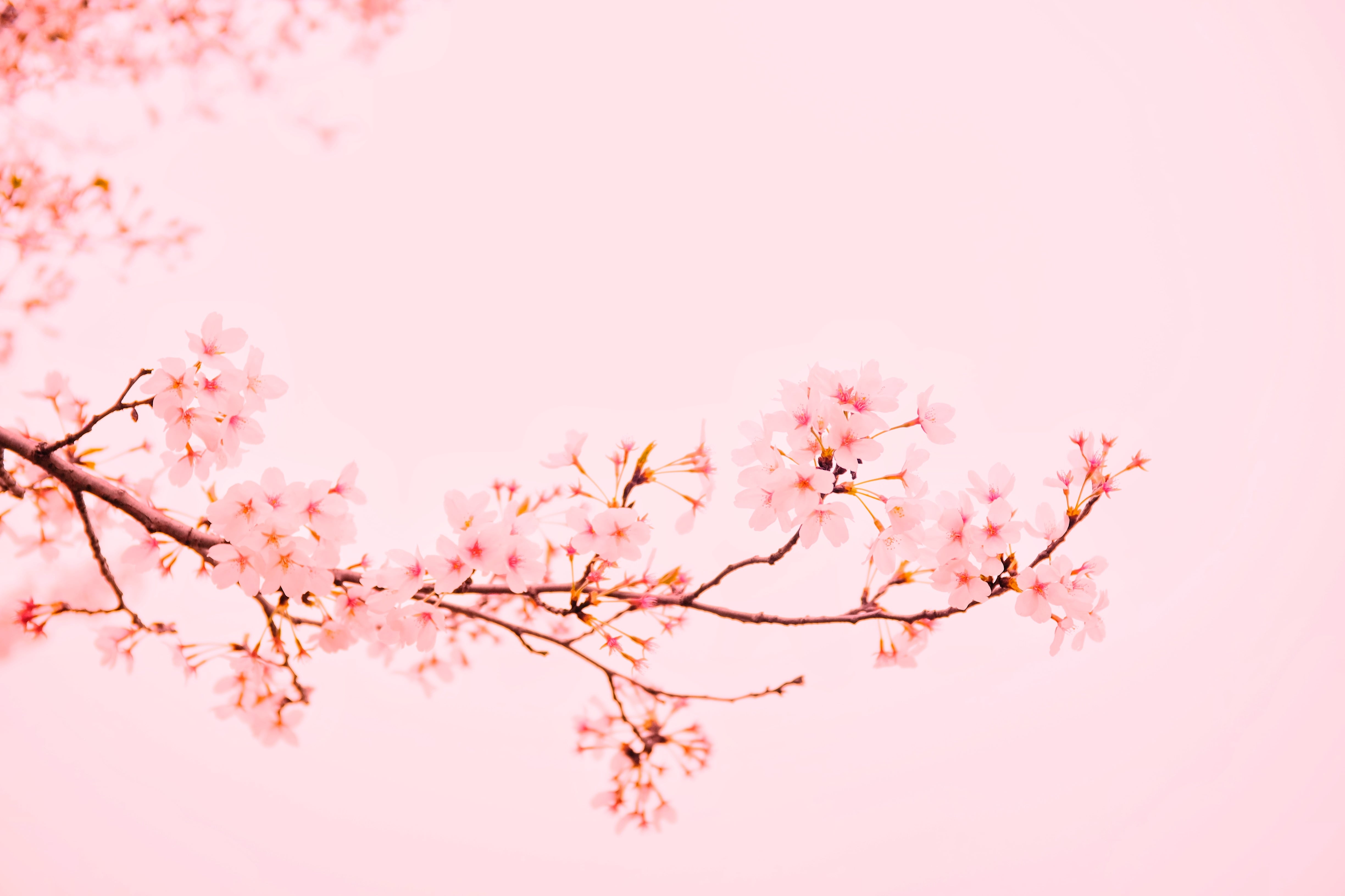 Beautiful Free Spring Wallpaper and Spring Desktop Backgrounds