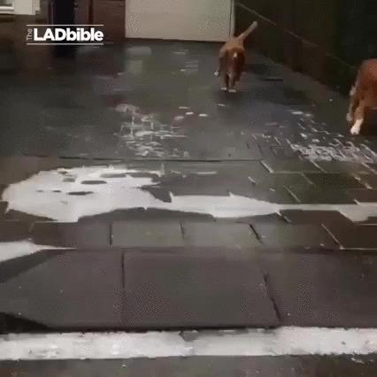 Cute Dog GIFs