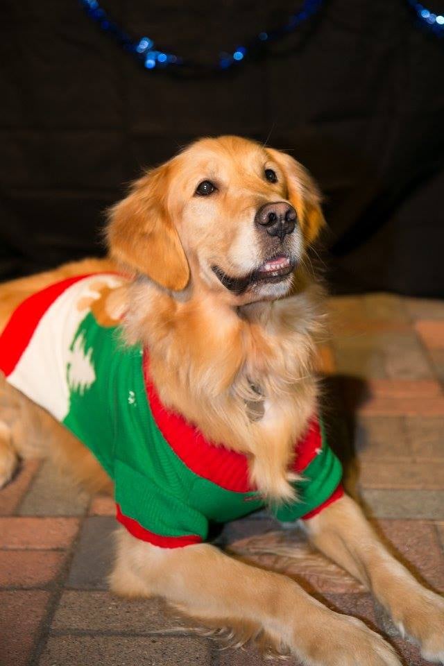 Dogs in Ugly Christmas Sweaters POPSUGAR Pets Photo 8