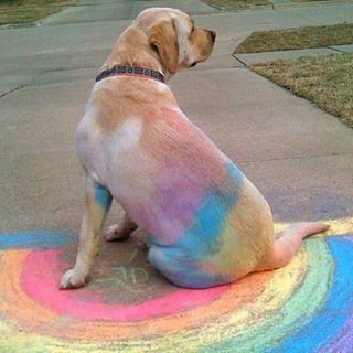 Dog Napping on Chalk Drawing