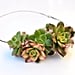 Succulent Wedding Hair Accessories From Etsy