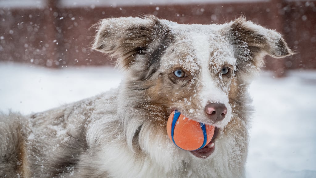 Cute Photos of Dogs in the Winter