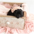 This Photographer Did a Newborn Shoot With a Baby French Bulldog, and MY HEART