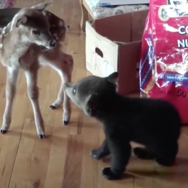 Baby Bear Kissing Deer Gif Popsugar Pets