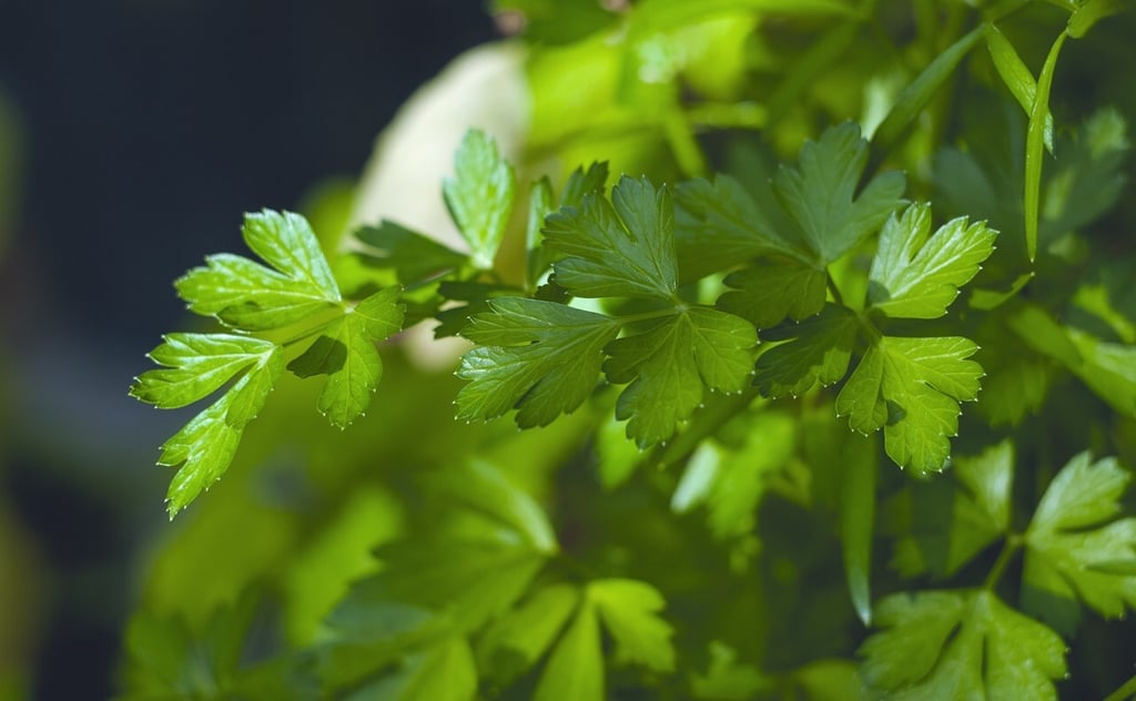 Parsley