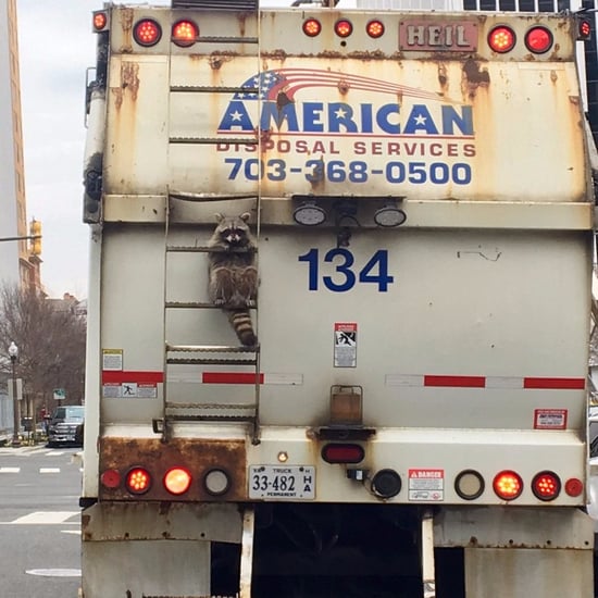 Raccoon Riding on Garbage Truck