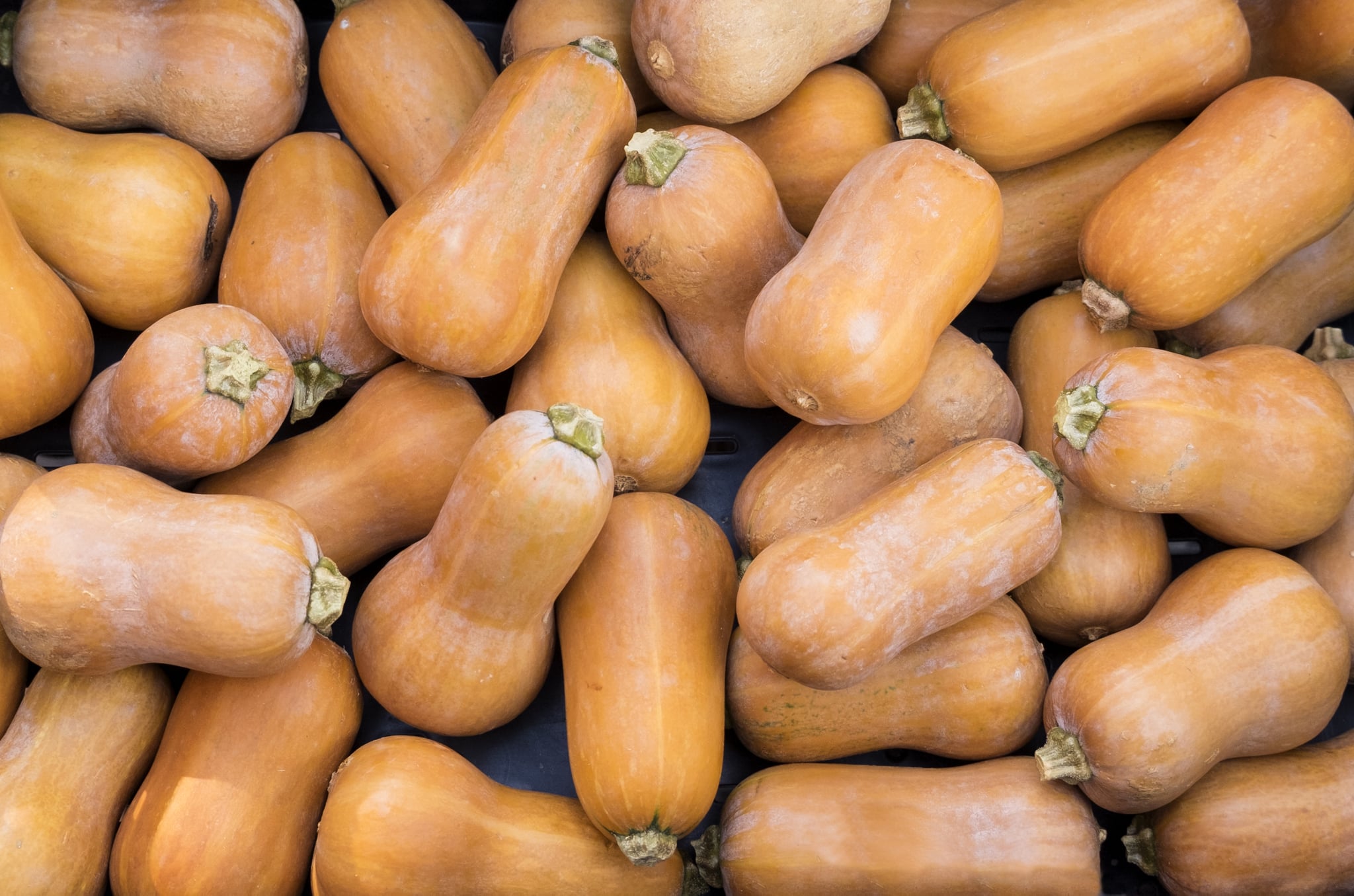 butternut squash for sale at a Framers market