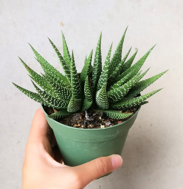 Haworthia Zebra Plant | Best Pet-Friendly Houseplants | POPSUGAR Home