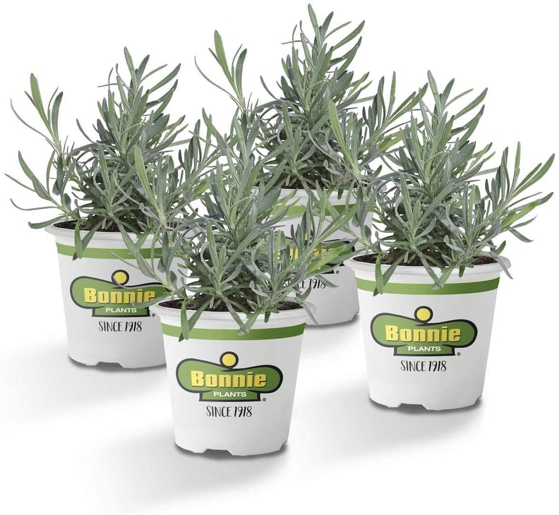 Bonnie Plants Lavender Live Plants (4-Pack)