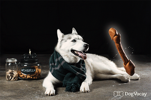 Dogs Doing Harry Potter Spells