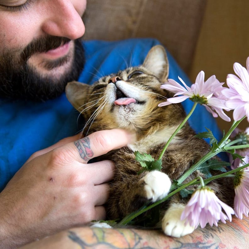 Kitten Kisses